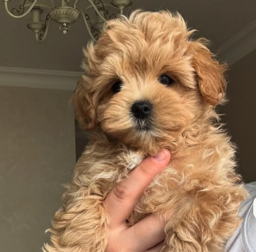 Maltipoo in Zug: Welpen und Beratung für Familien im Kanton Zug